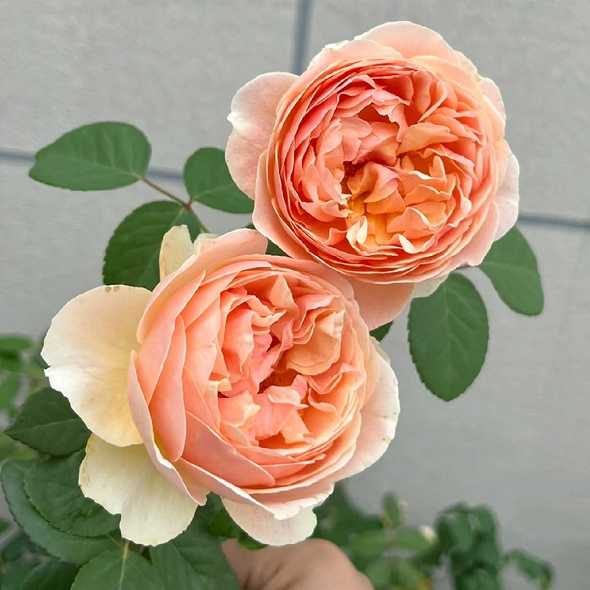AUSjo English Garden Shrub Rose