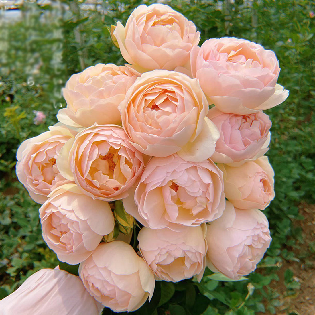 AUSjo English Garden Shrub Rose