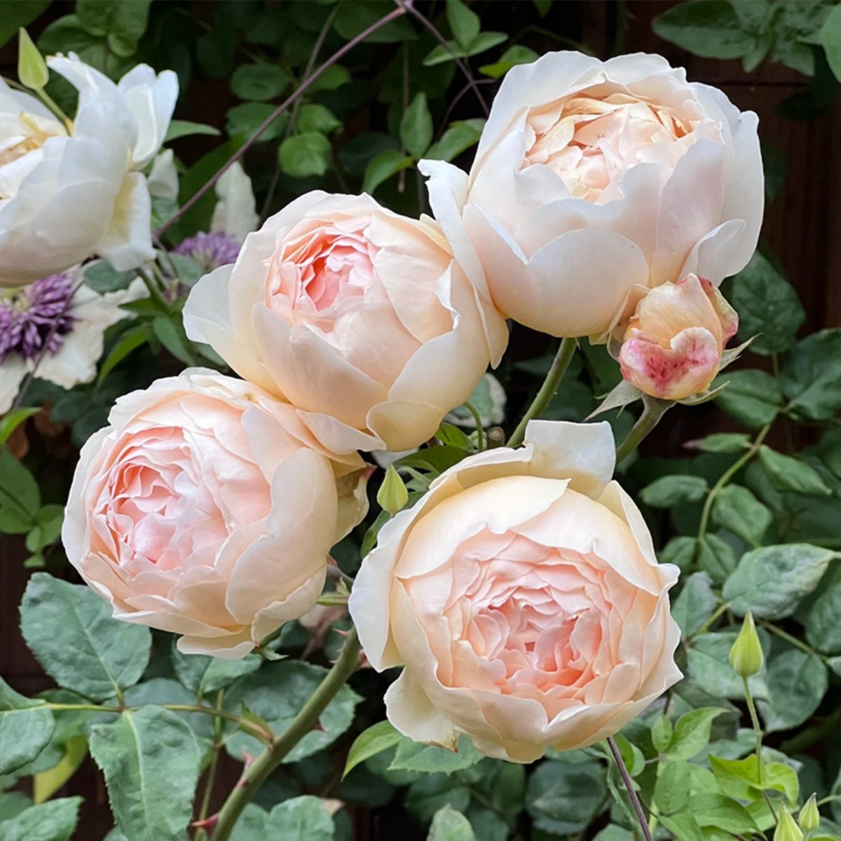 AUSjo English Garden Shrub Rose
