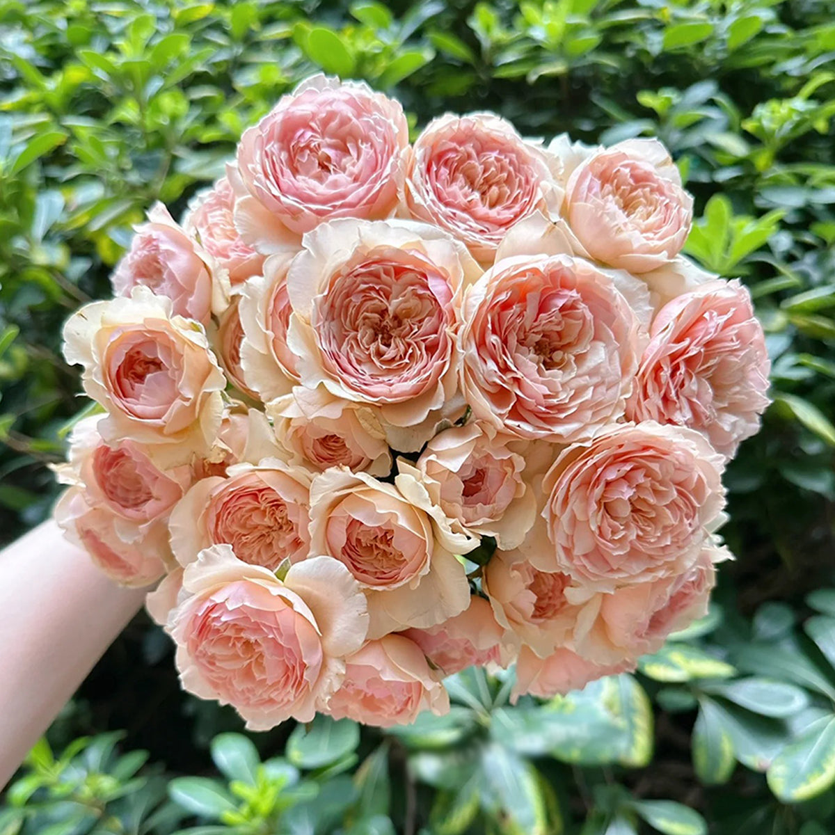 Masora Japanese Florist Shrub Rose