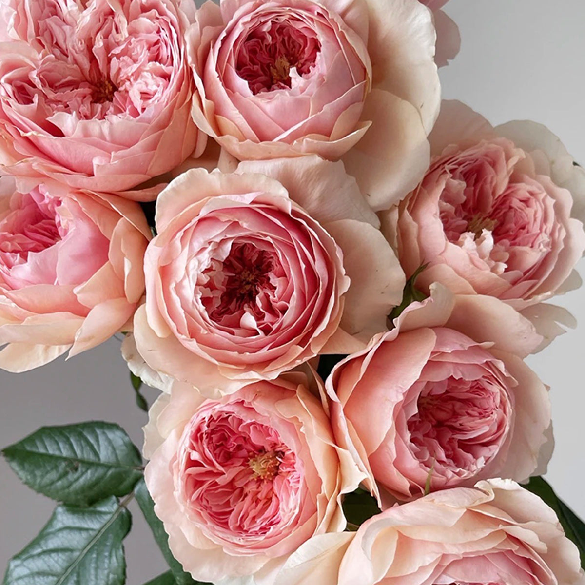 Masora Japanese Florist Shrub Rose