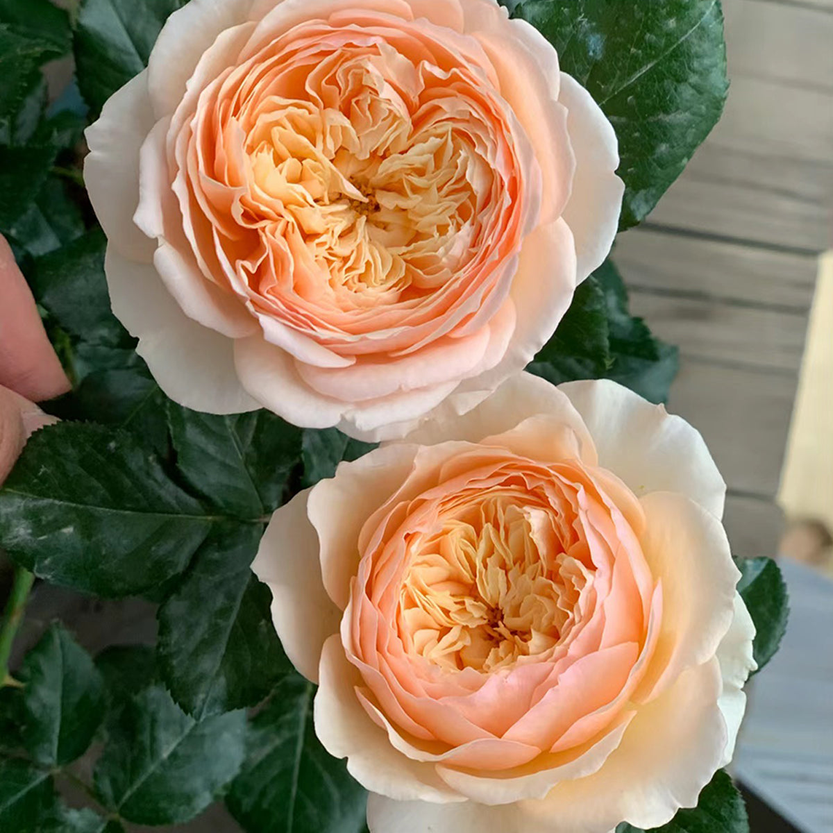 Masora Japanese Florist Shrub Rose