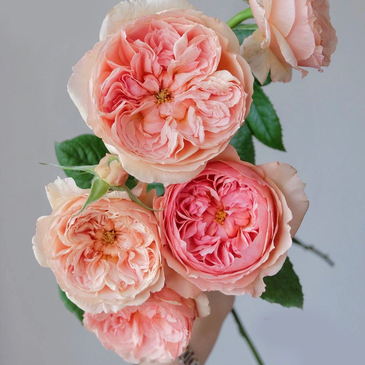 Masora Japanese Florist Shrub Rose