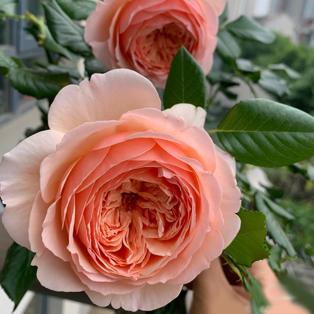 Masora Japanese Florist Shrub Rose