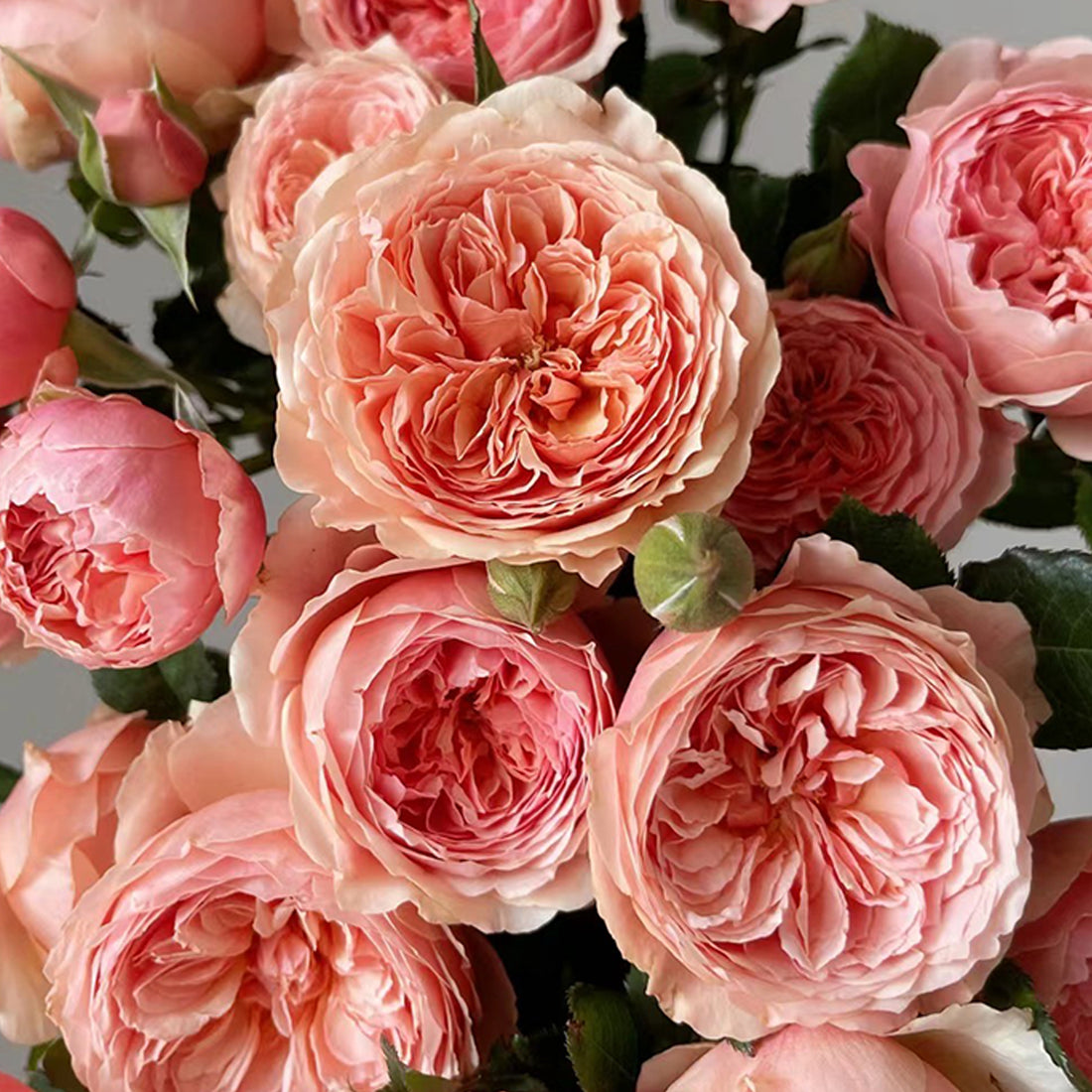 Masora Japanese Florist Shrub Rose