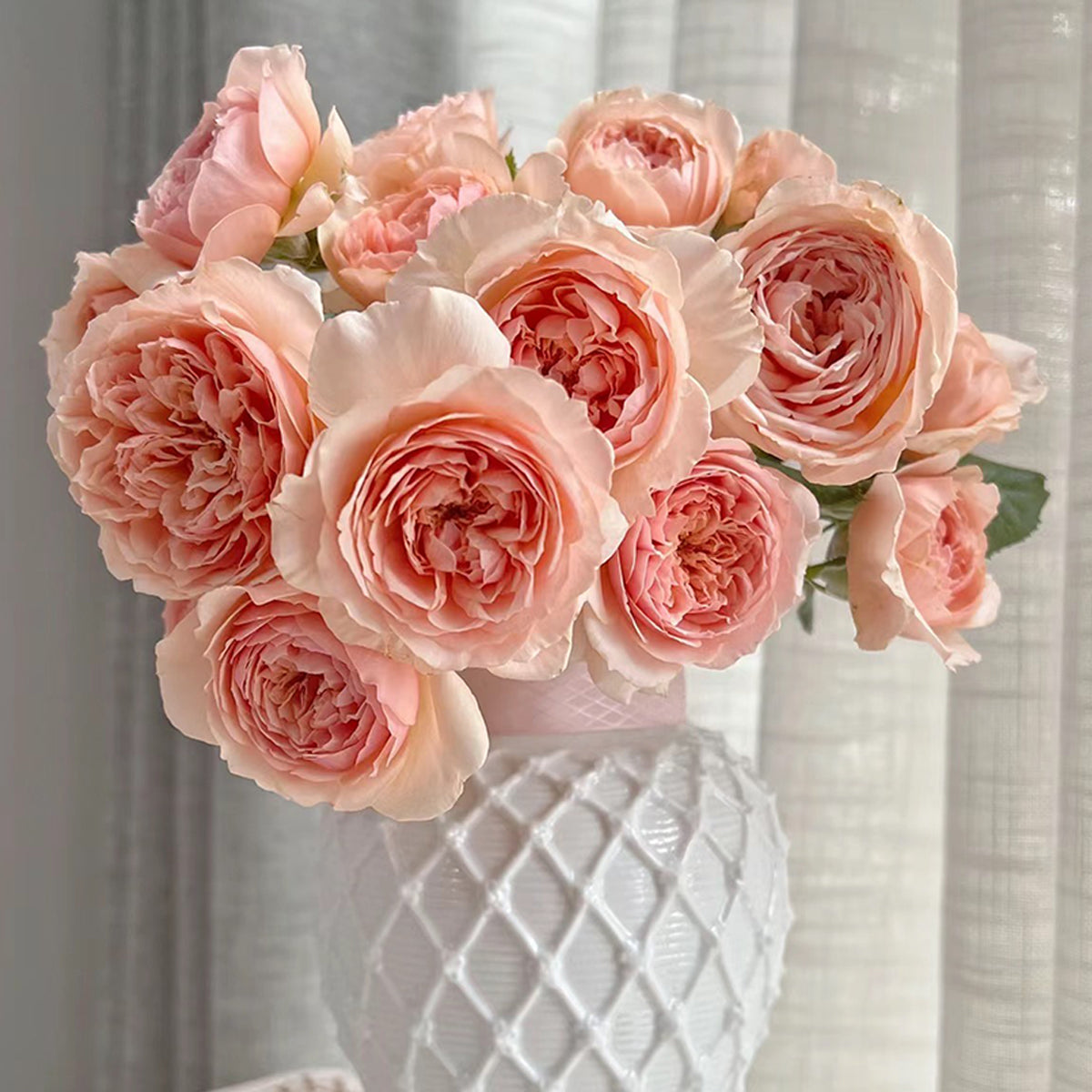 Masora Japanese Florist Shrub Rose
