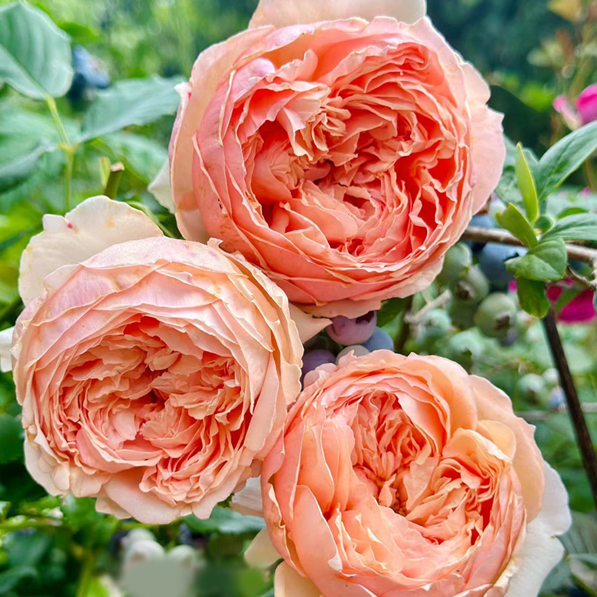 Masora Japanese Florist Shrub Rose