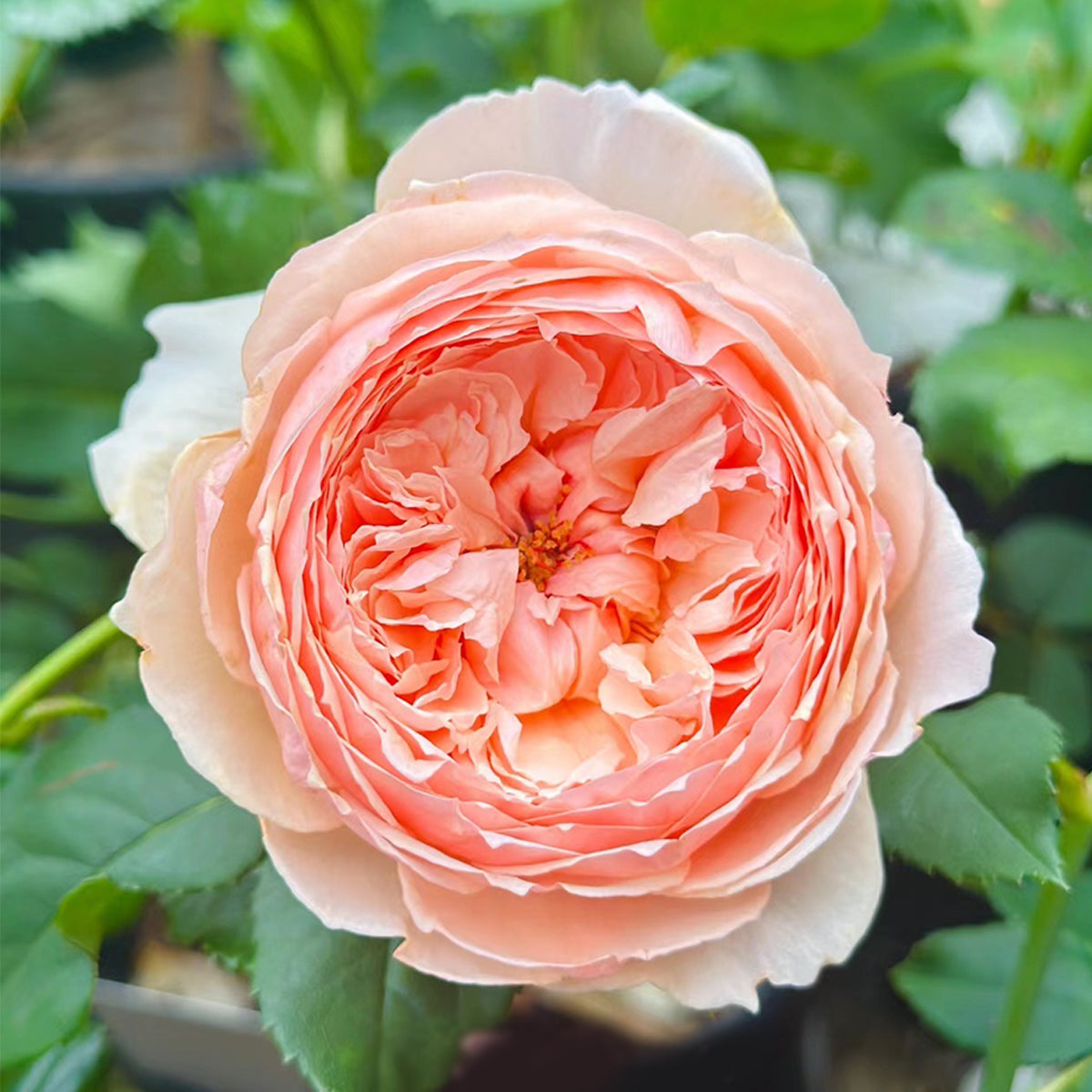 Masora Japanese Florist Shrub Rose