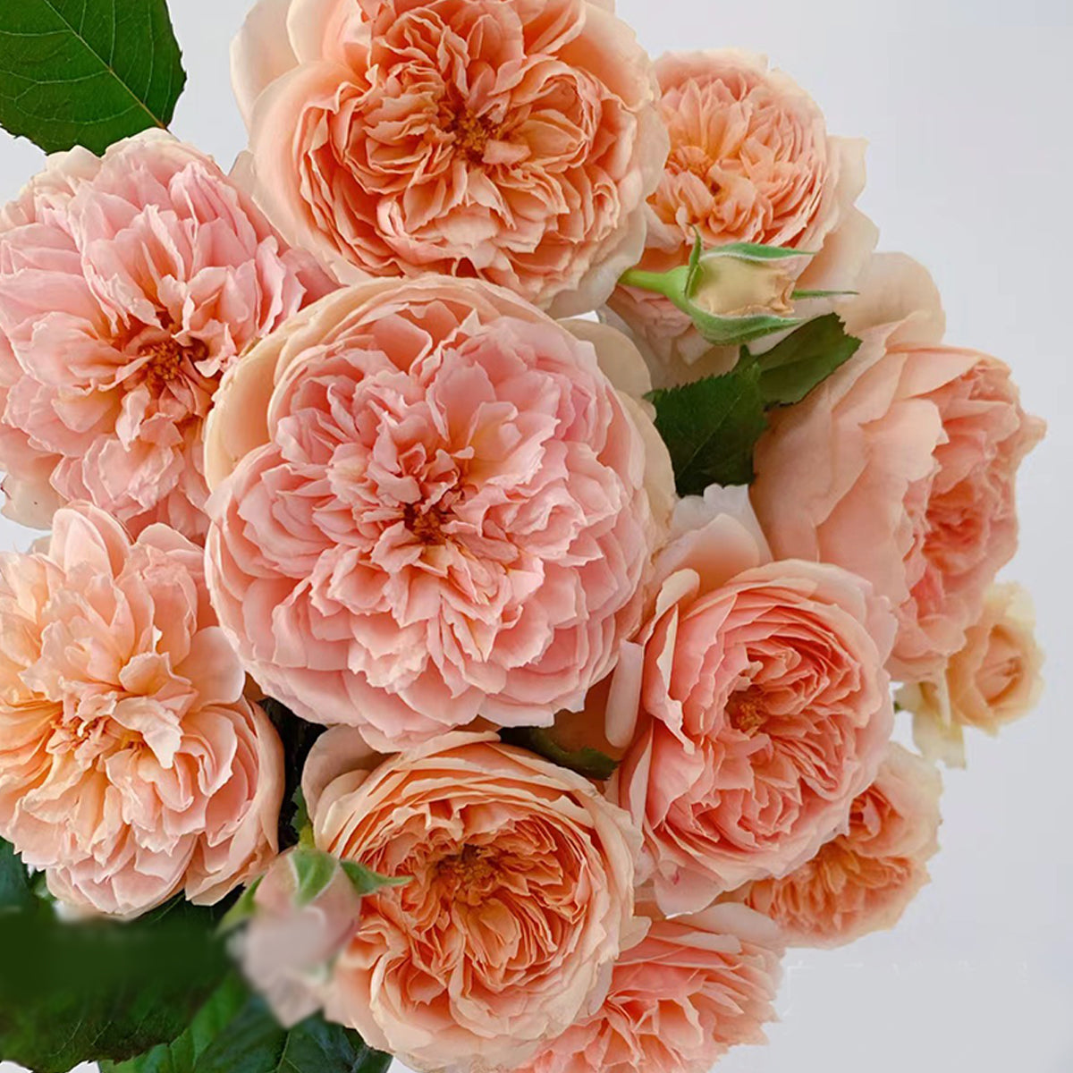 Masora Japanese Florist Shrub Rose