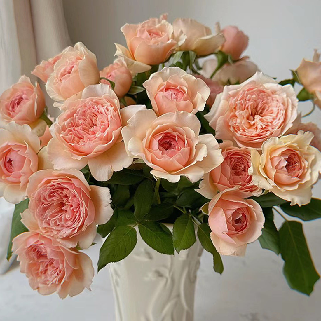 Masora Japanese Florist Shrub Rose