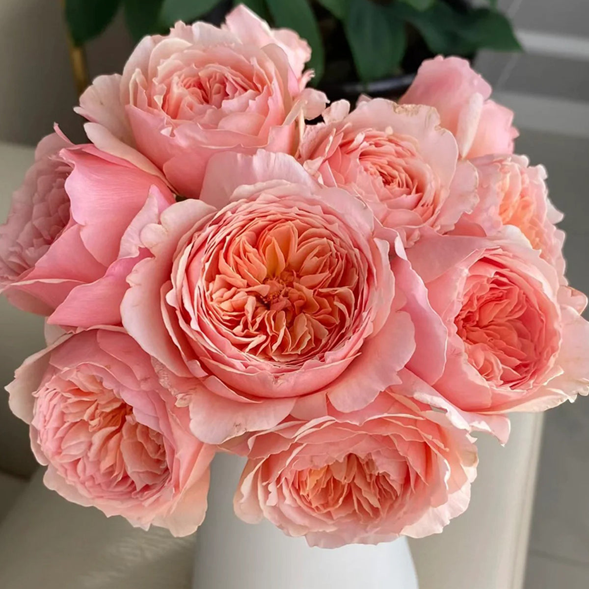 Masora Japanese Florist Shrub Rose