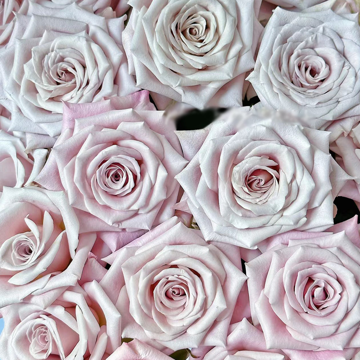 Dutch Florist Shrub Rose Inspired by Menta