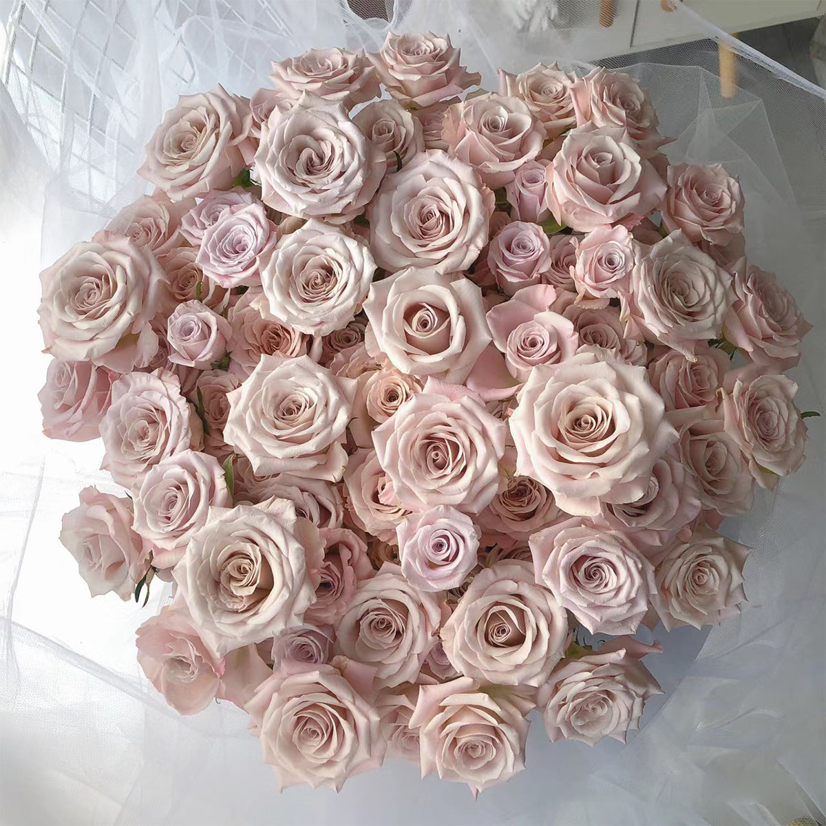 Dutch Florist Shrub Rose Inspired by Menta