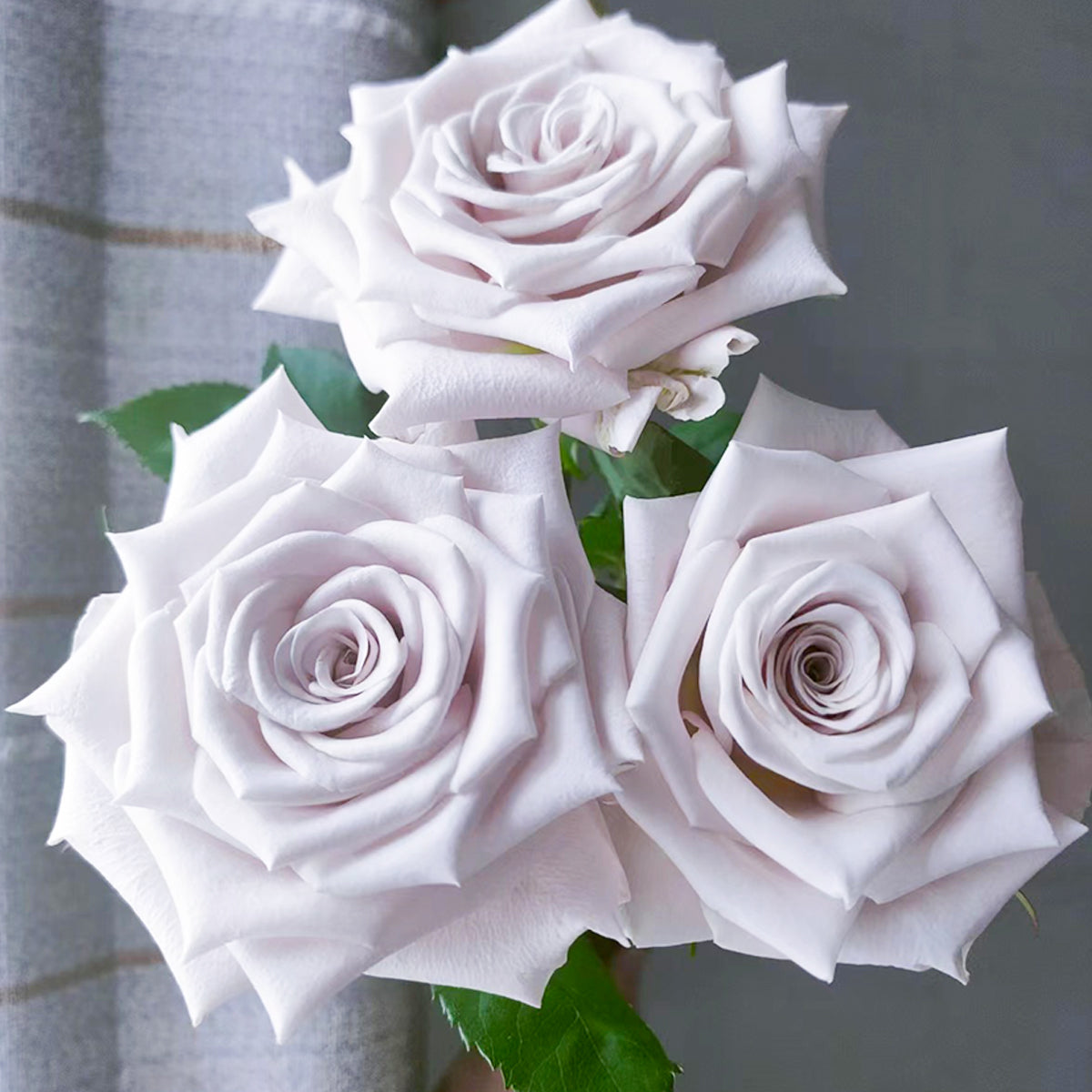 Dutch Florist Shrub Rose Inspired by Menta