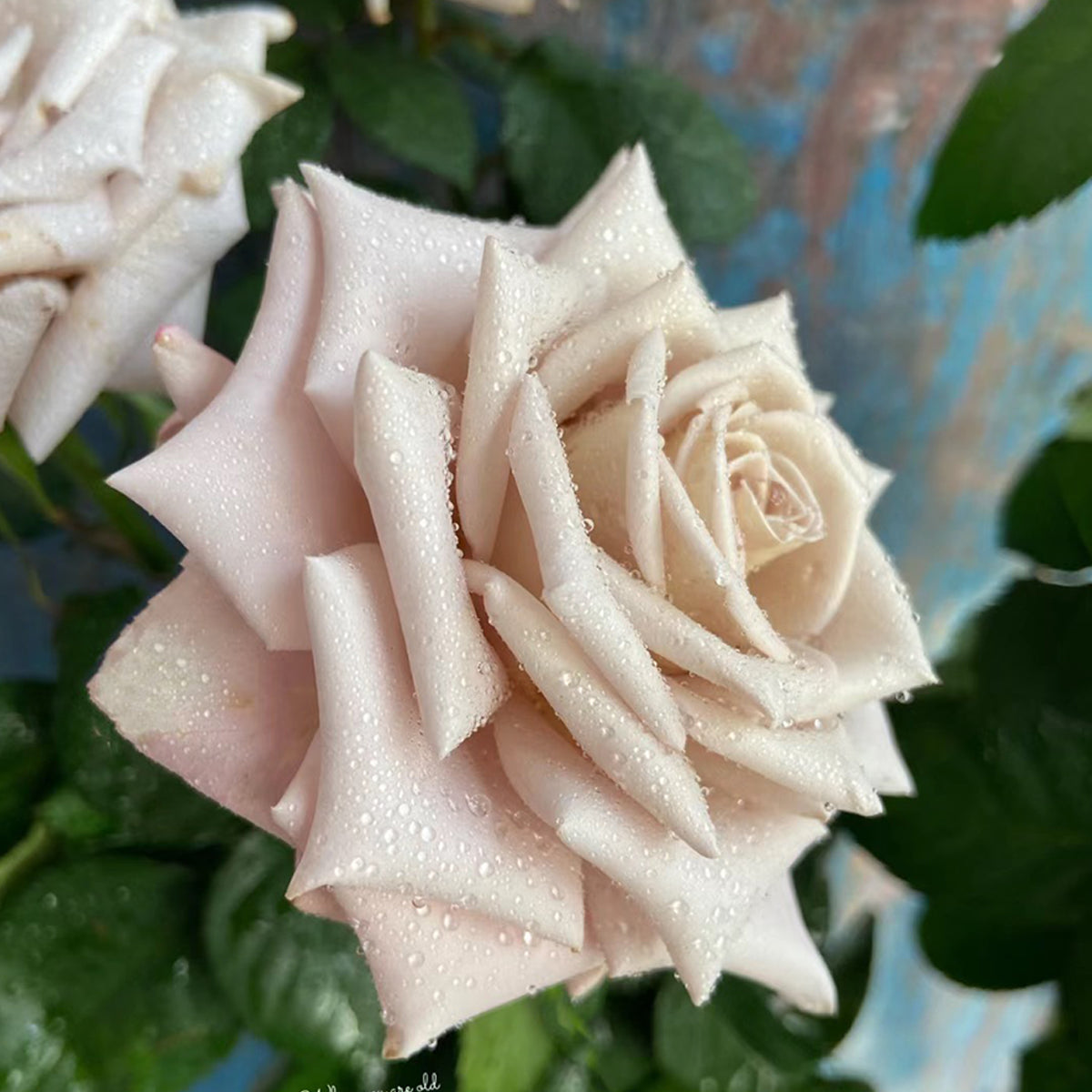 Dutch Florist Shrub Rose Inspired by Menta