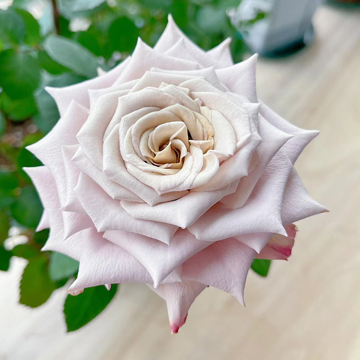 Dutch Florist Shrub Rose Inspired by Menta