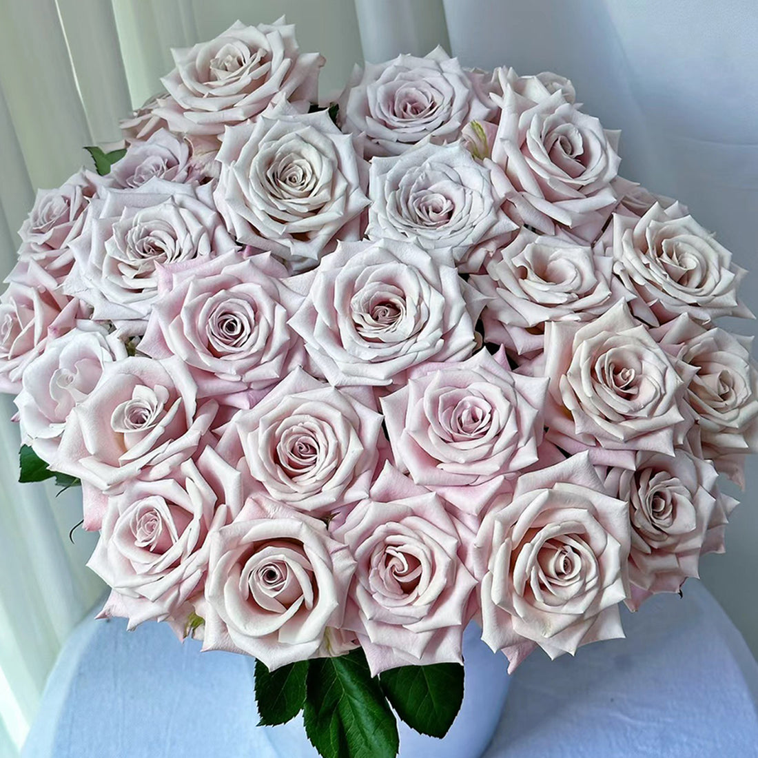 Dutch Florist Shrub Rose Inspired by Menta