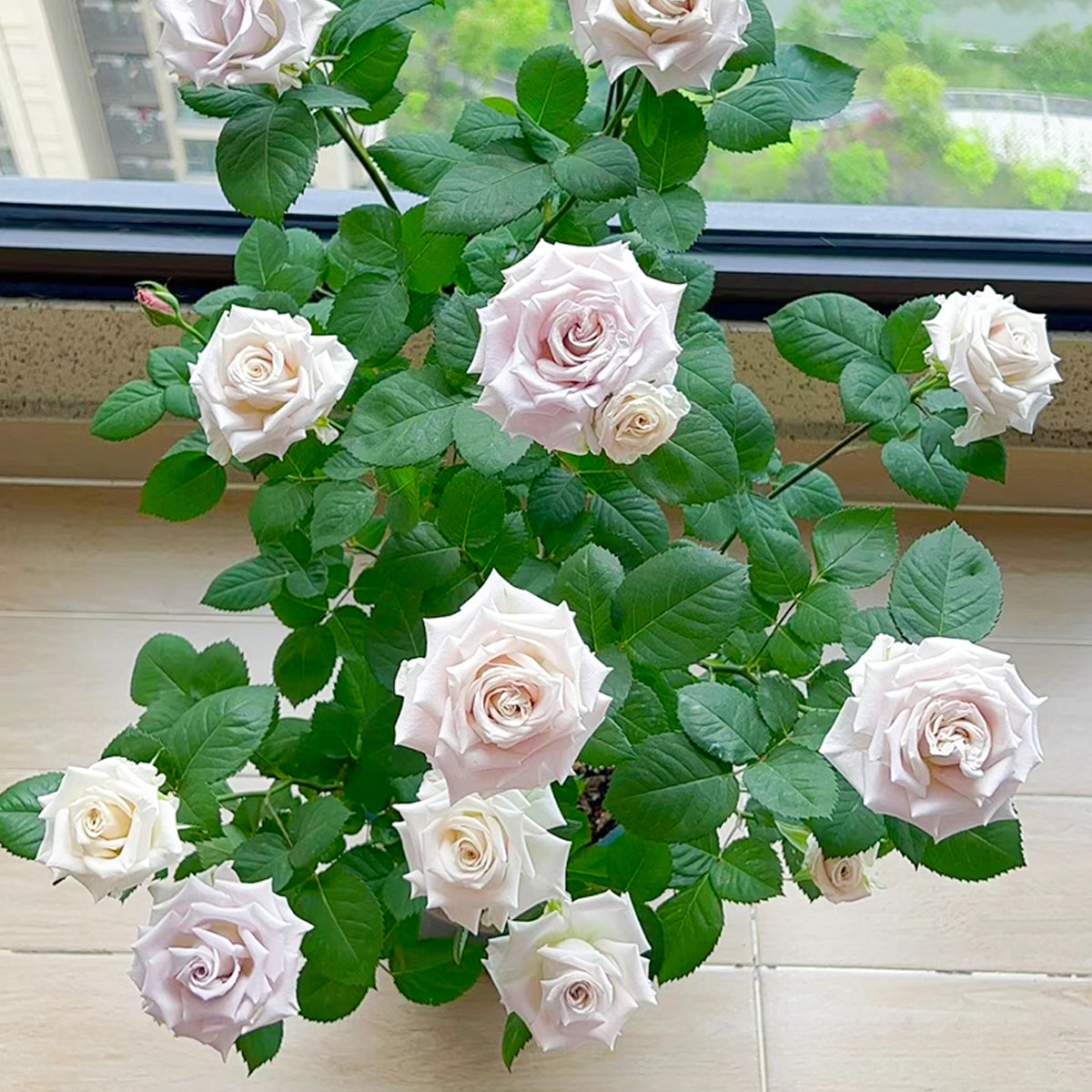 Dutch Florist Shrub Rose Inspired by Menta