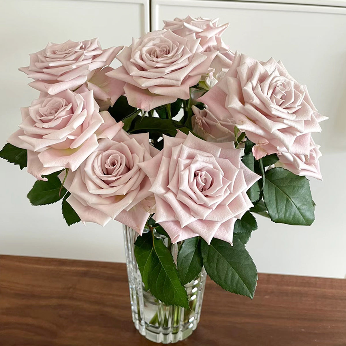 Dutch Florist Shrub Rose Inspired by Menta