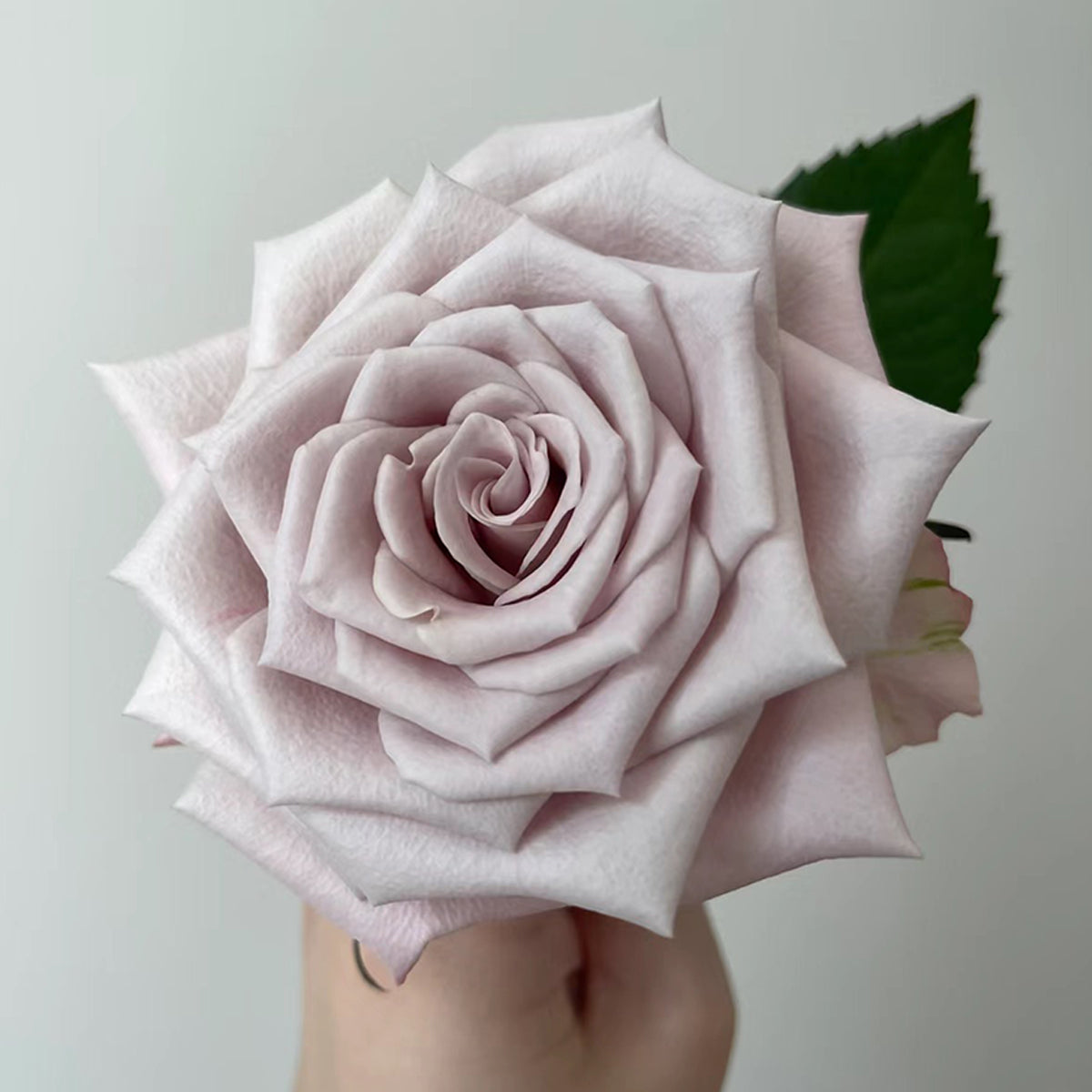 Dutch Florist Shrub Rose Inspired by Menta