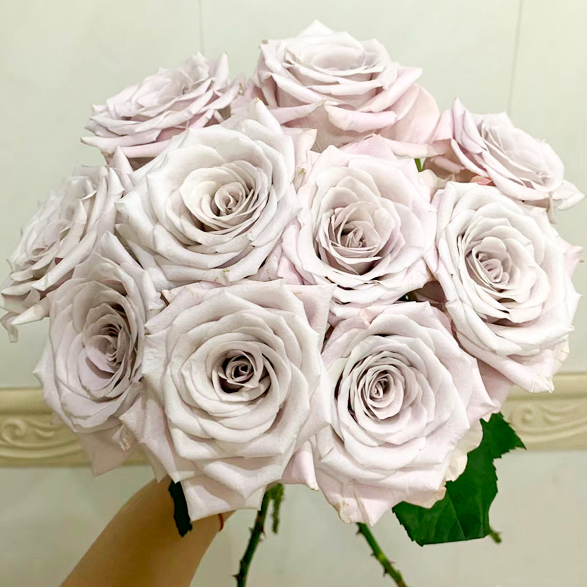 Dutch Florist Shrub Rose Inspired by Menta