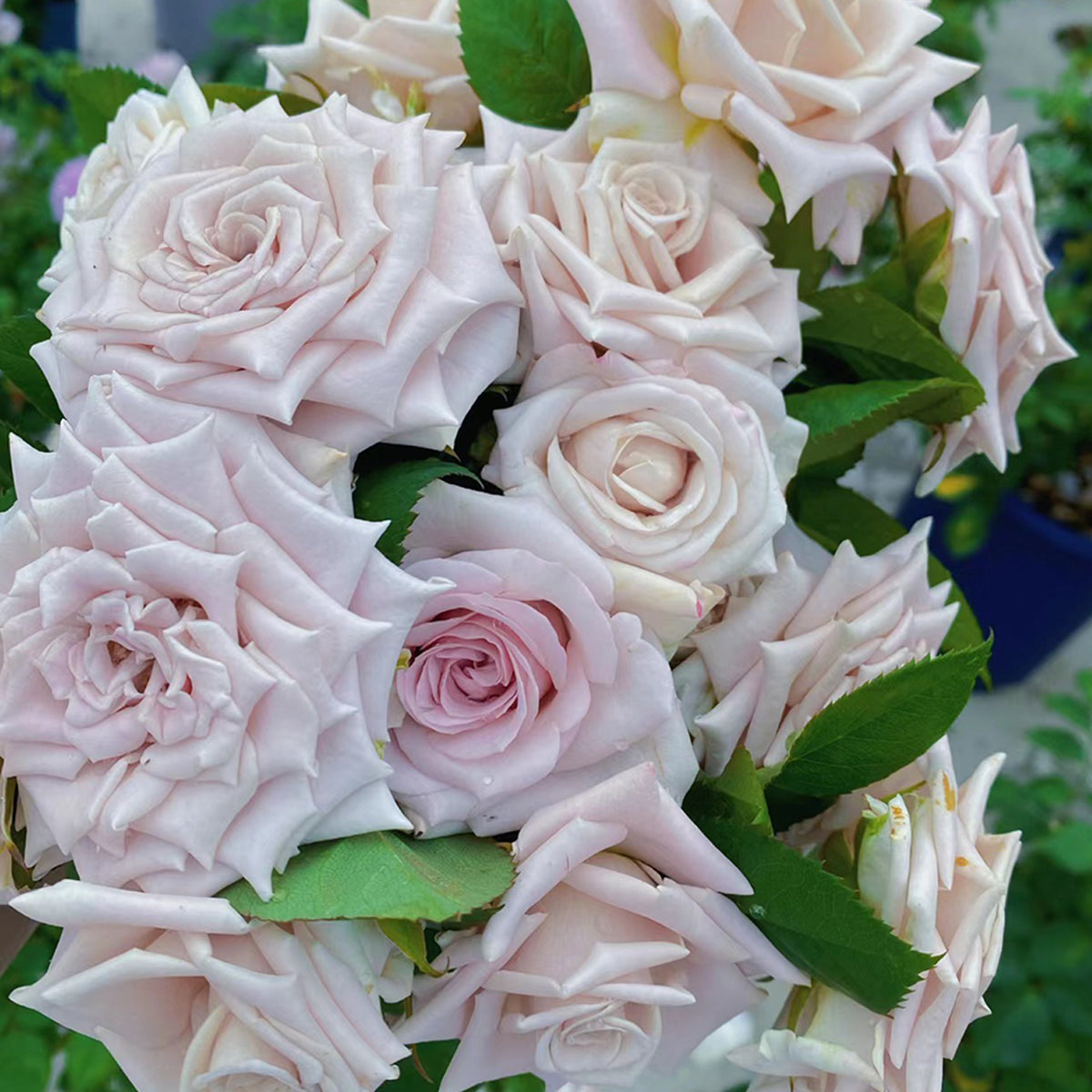 Dutch Florist Shrub Rose Inspired by Menta