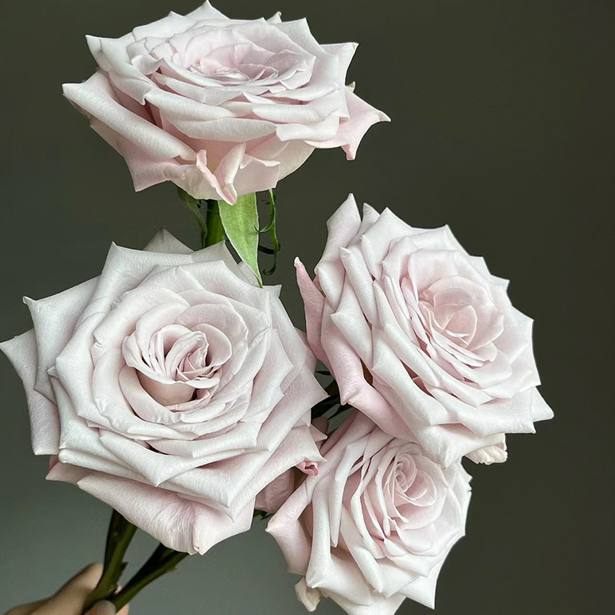 Dutch Florist Shrub Rose Inspired by Menta
