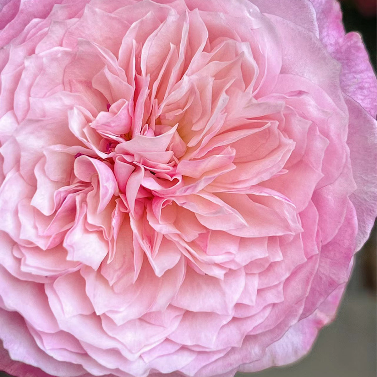 Japanese Florist Shrub Rose Inspired by Miyabi