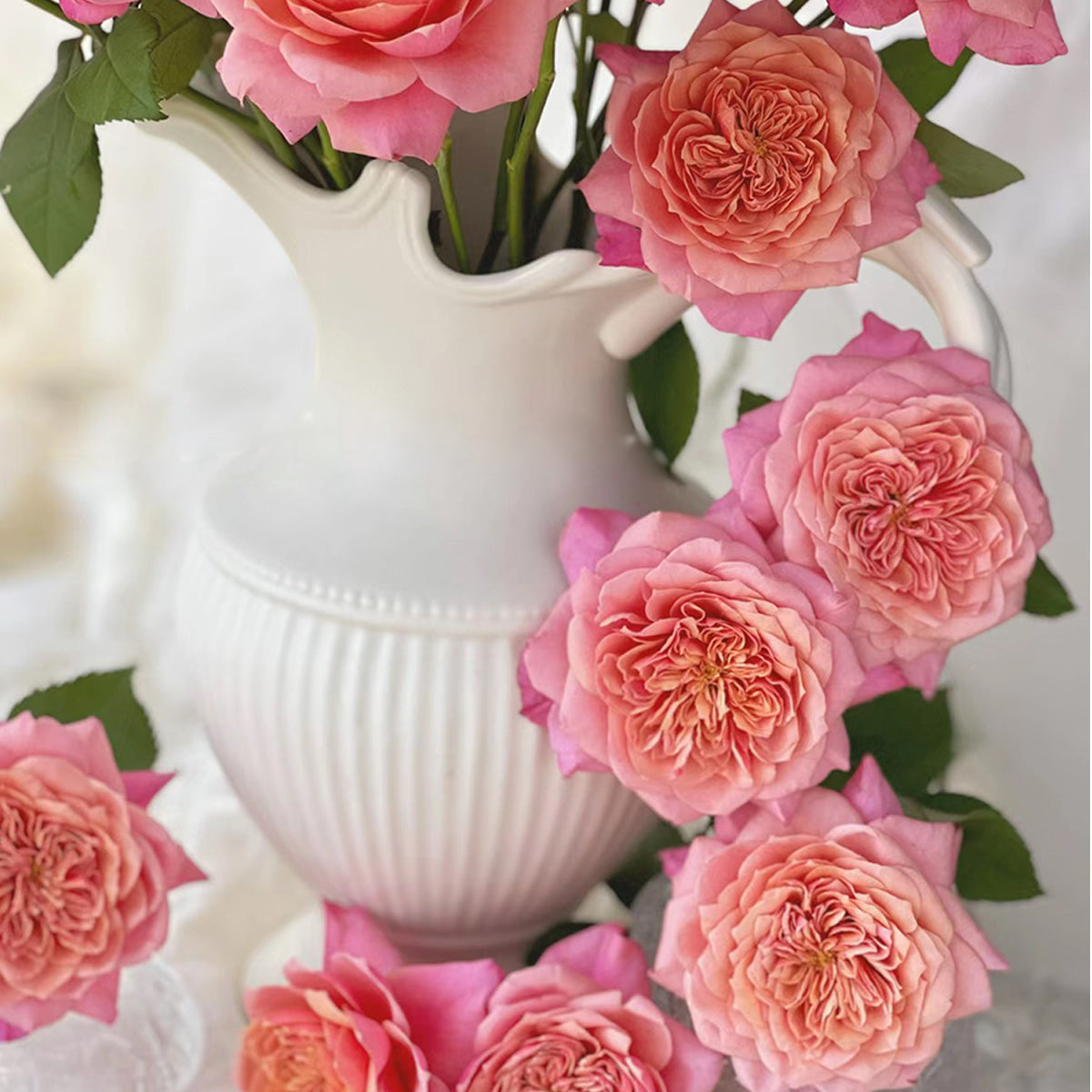 Japanese Florist Shrub Rose Inspired by Miyabi