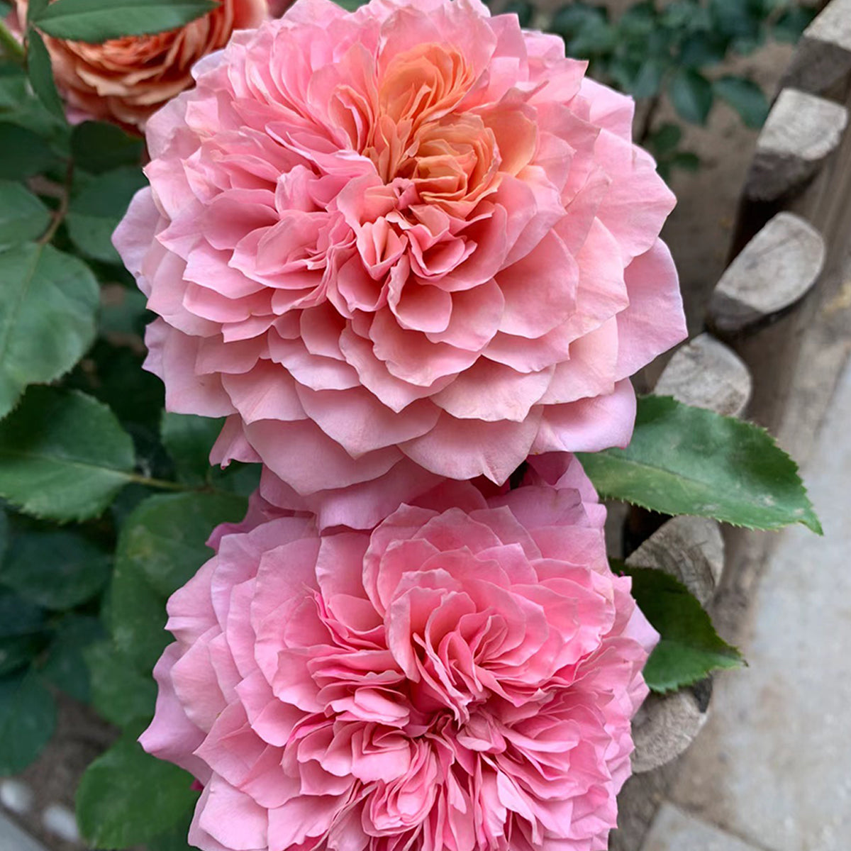 Japanese Florist Shrub Rose Inspired by Miyabi