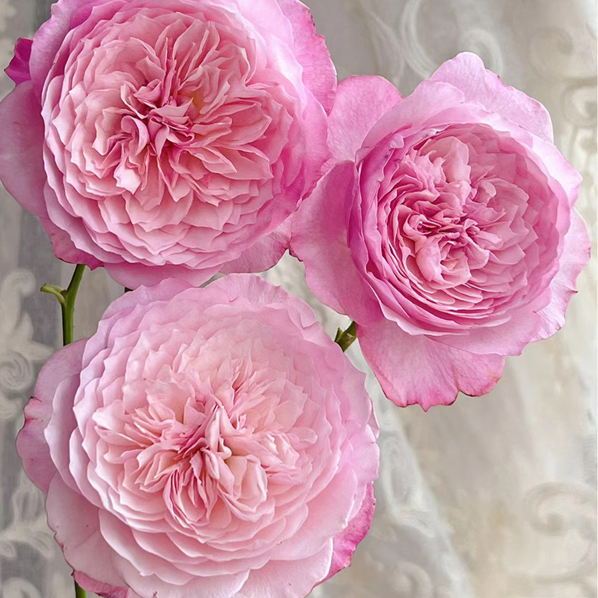 Japanese Florist Shrub Rose Inspired by Miyabi
