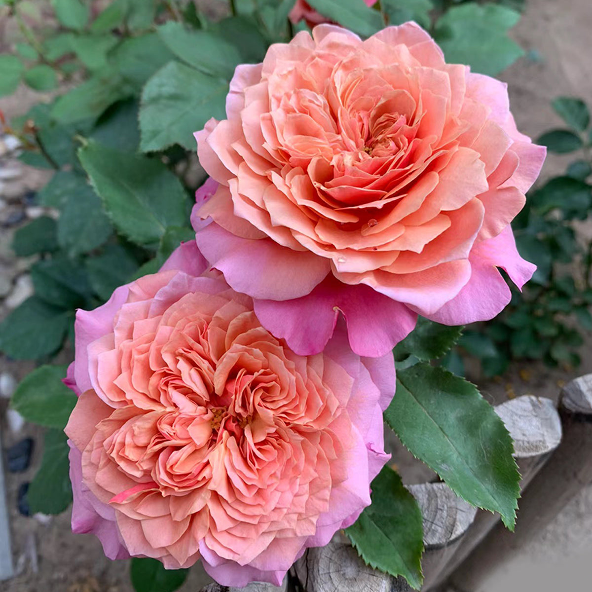Japanese Florist Shrub Rose Inspired by Miyabi
