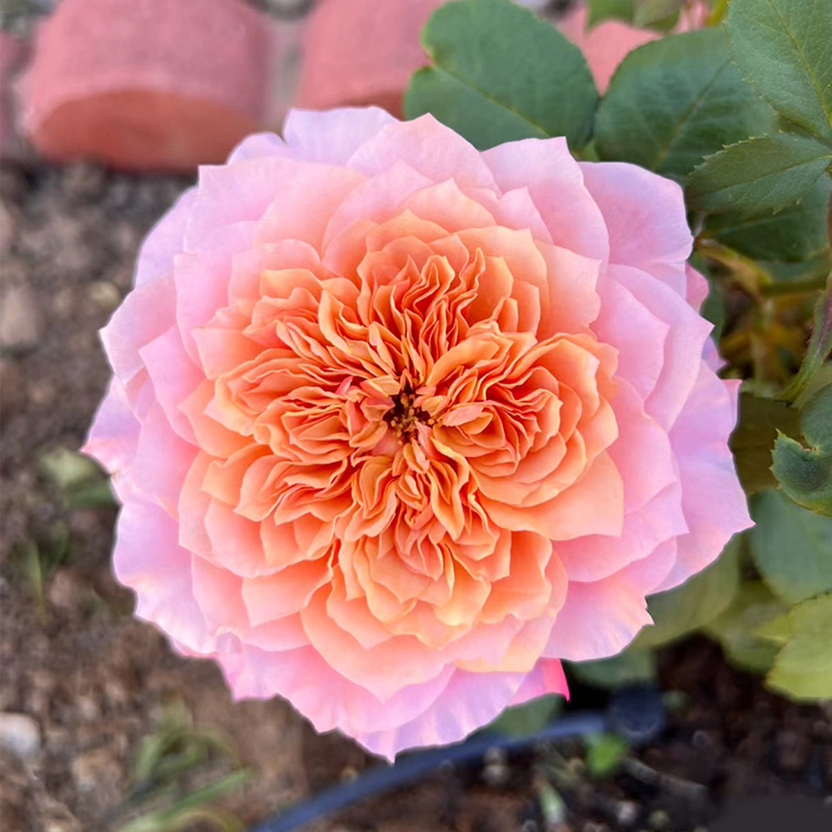 Japanese Florist Shrub Rose Inspired by Miyabi