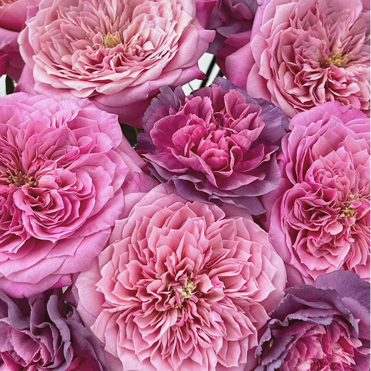 Japanese Florist Shrub Rose Inspired by Miyabi