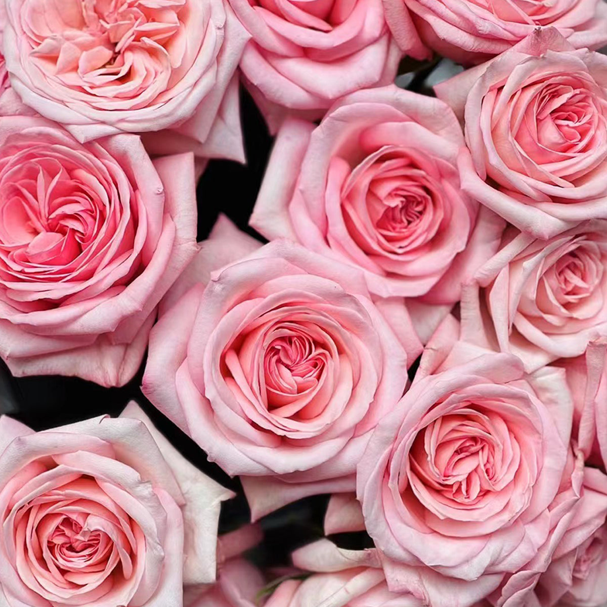 French Florist Shrub Rose Live Plant | Highgarden Roses | Delbard | Pink O'Hara Rose