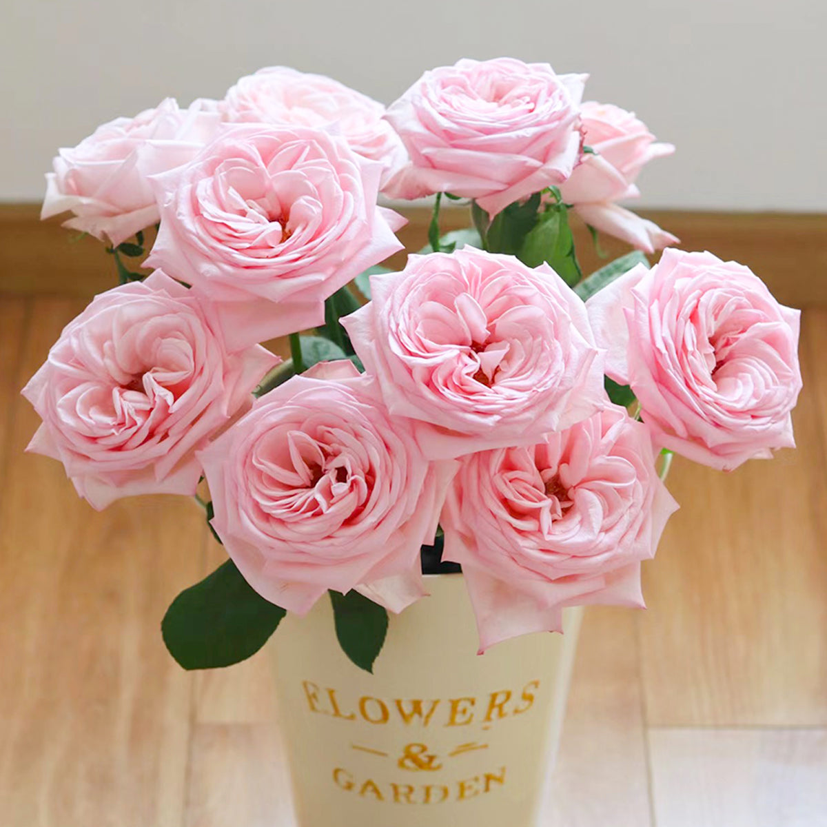 French Florist Shrub Rose Inspired by Pink O&