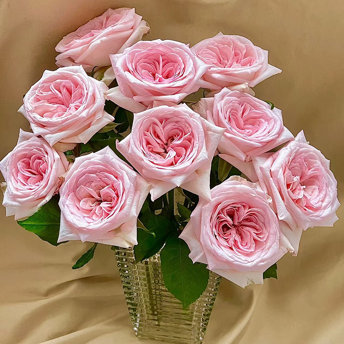 French Florist Shrub Rose Inspired by Pink O&