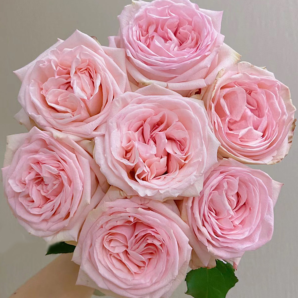 French Florist Shrub Rose Inspired by Pink O&