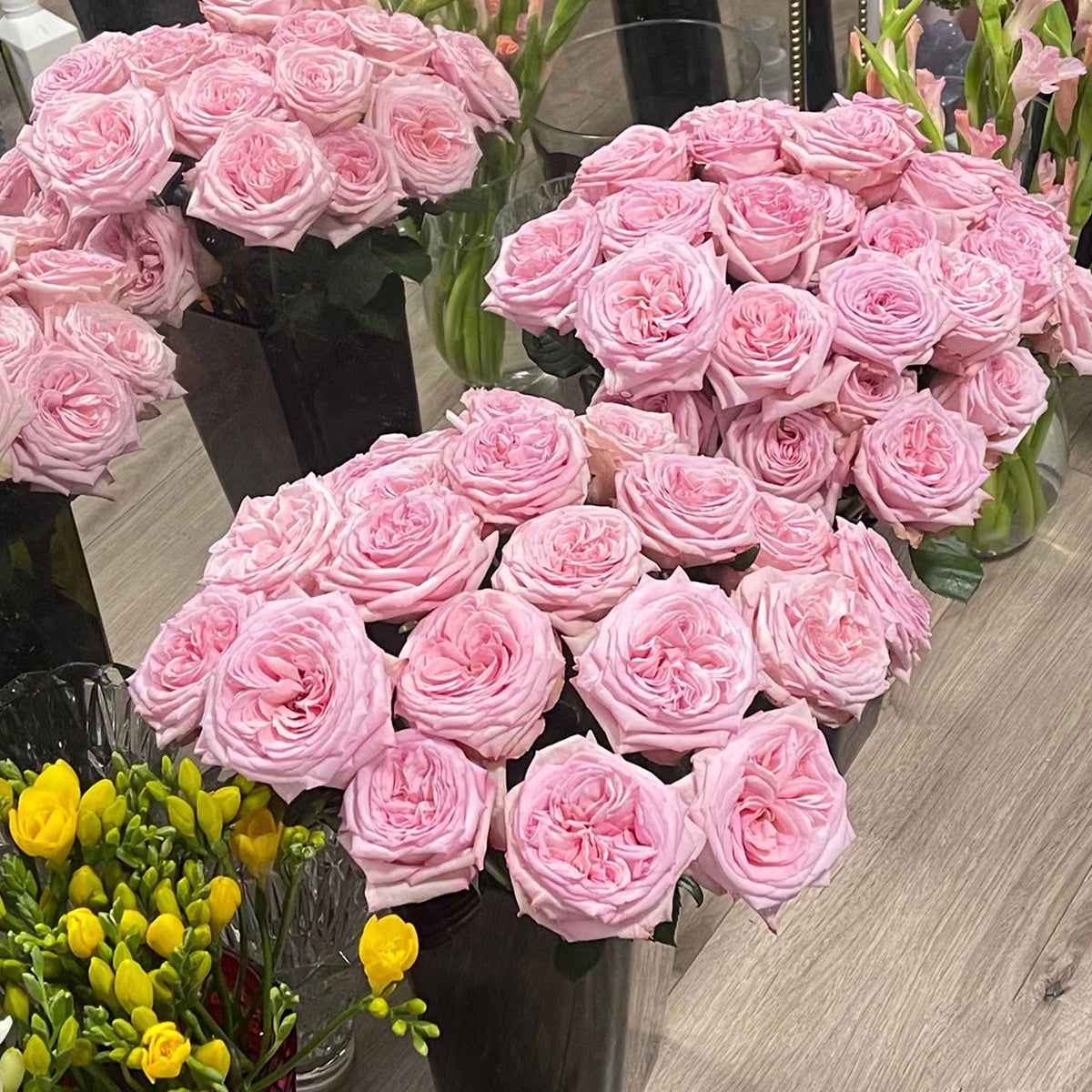 French Florist Shrub Rose Inspired by Pink O&
