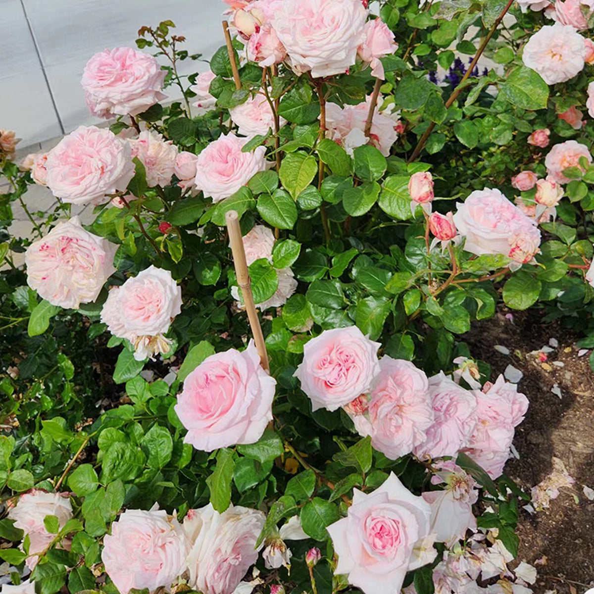 French Florist Shrub Rose Inspired by Pink O&