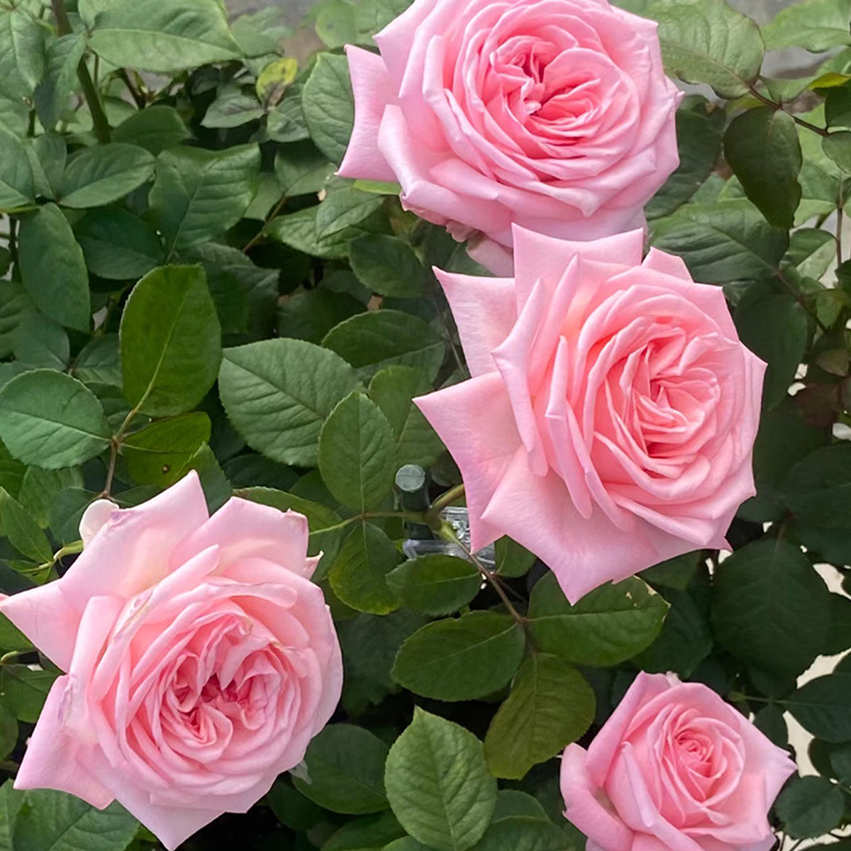 French Florist Shrub Rose Inspired by Pink O&
