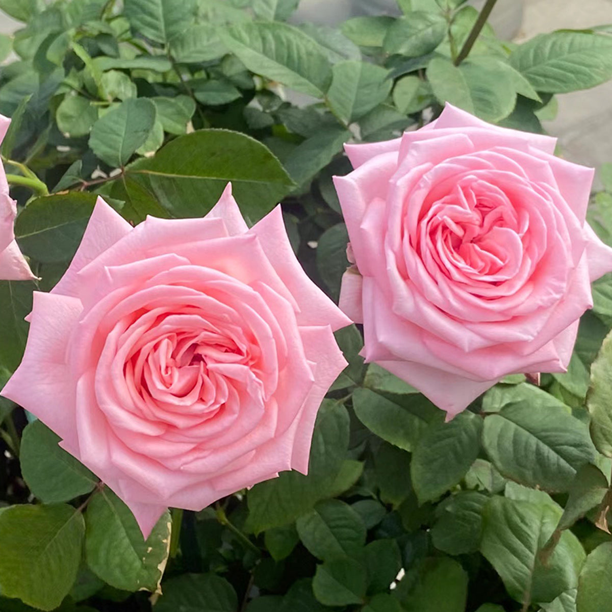 French Florist Shrub Rose Inspired by Pink O&