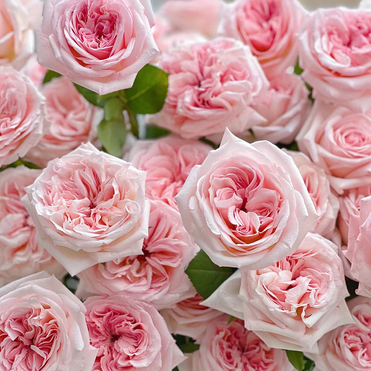 French Florist Shrub Rose Inspired by Pink O&