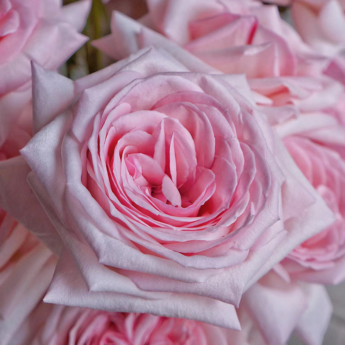 French Florist Shrub Rose Inspired by Pink O&