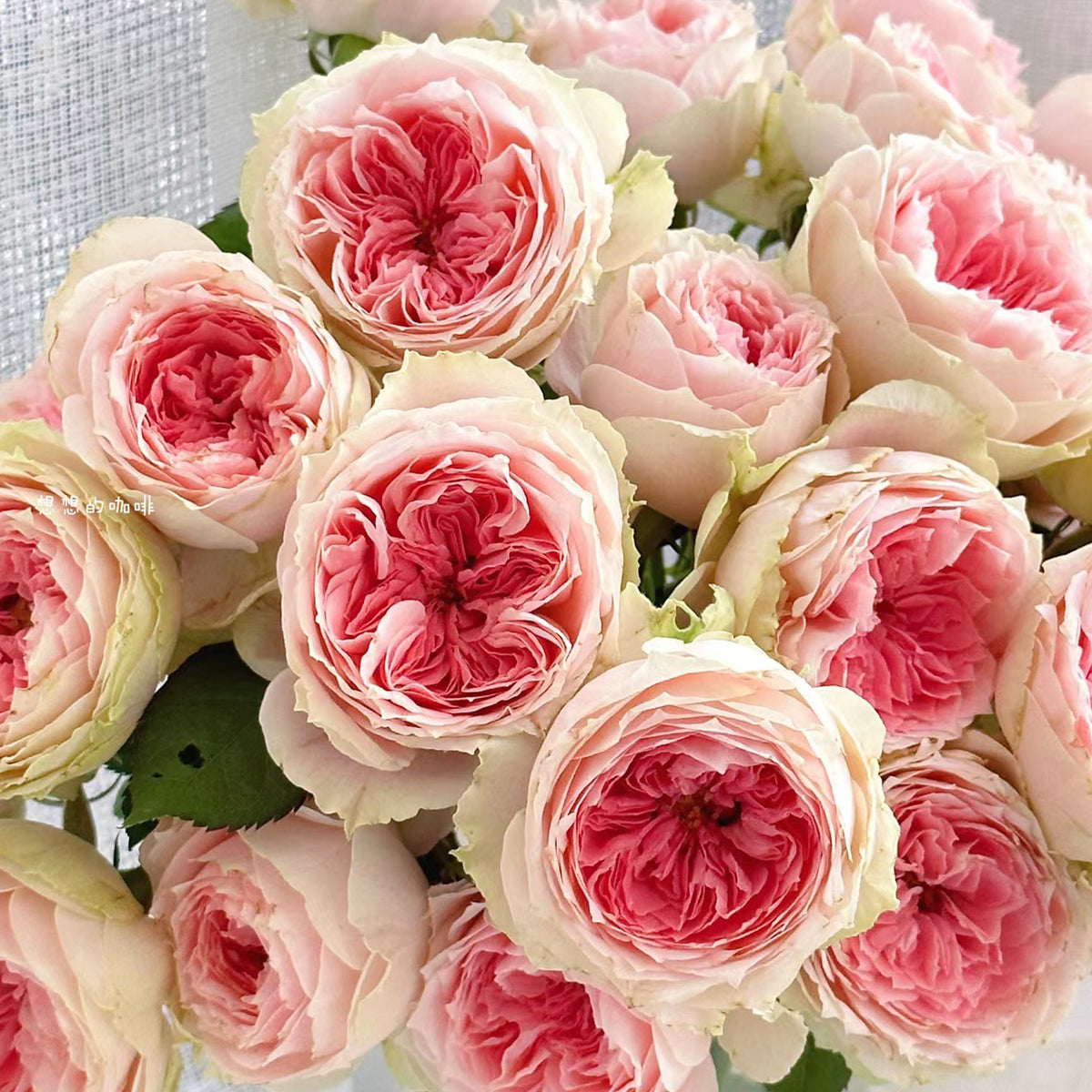 Pompon Veranda German Florist Shrub Rose