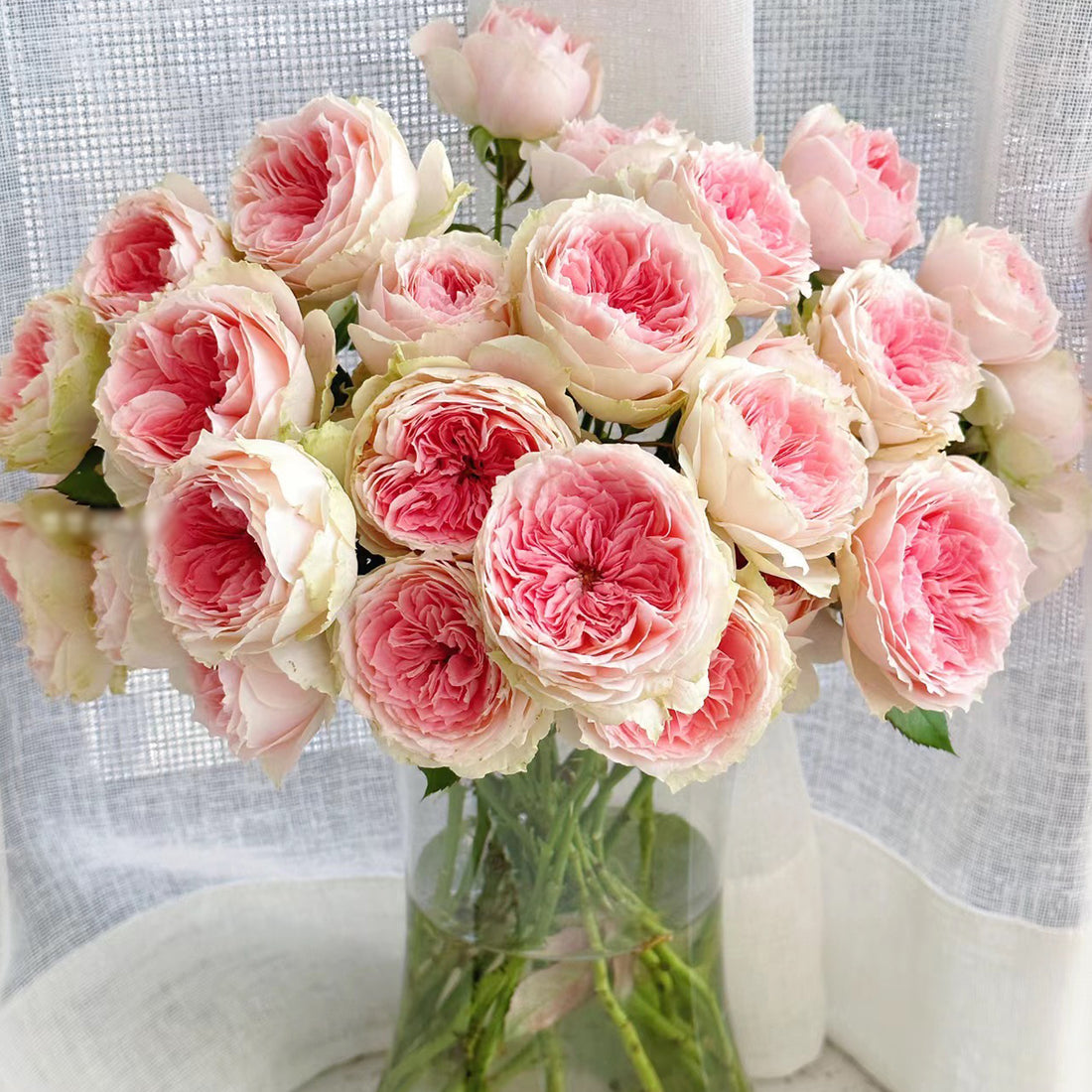 Pompon Veranda German Florist Shrub Rose