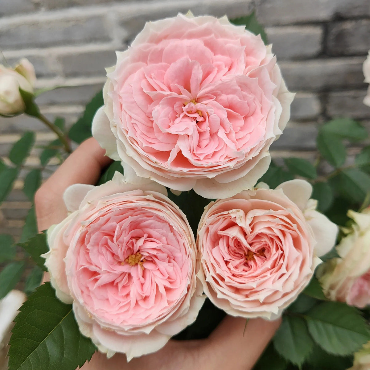 Pompon Veranda German Florist Shrub Rose