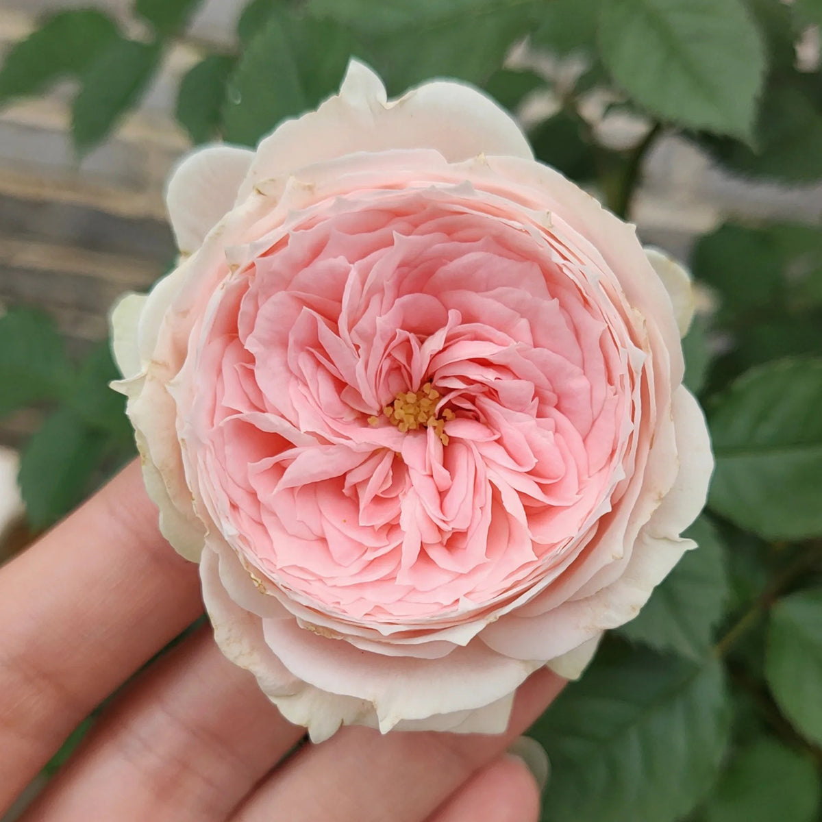 Pompon Veranda German Florist Shrub Rose