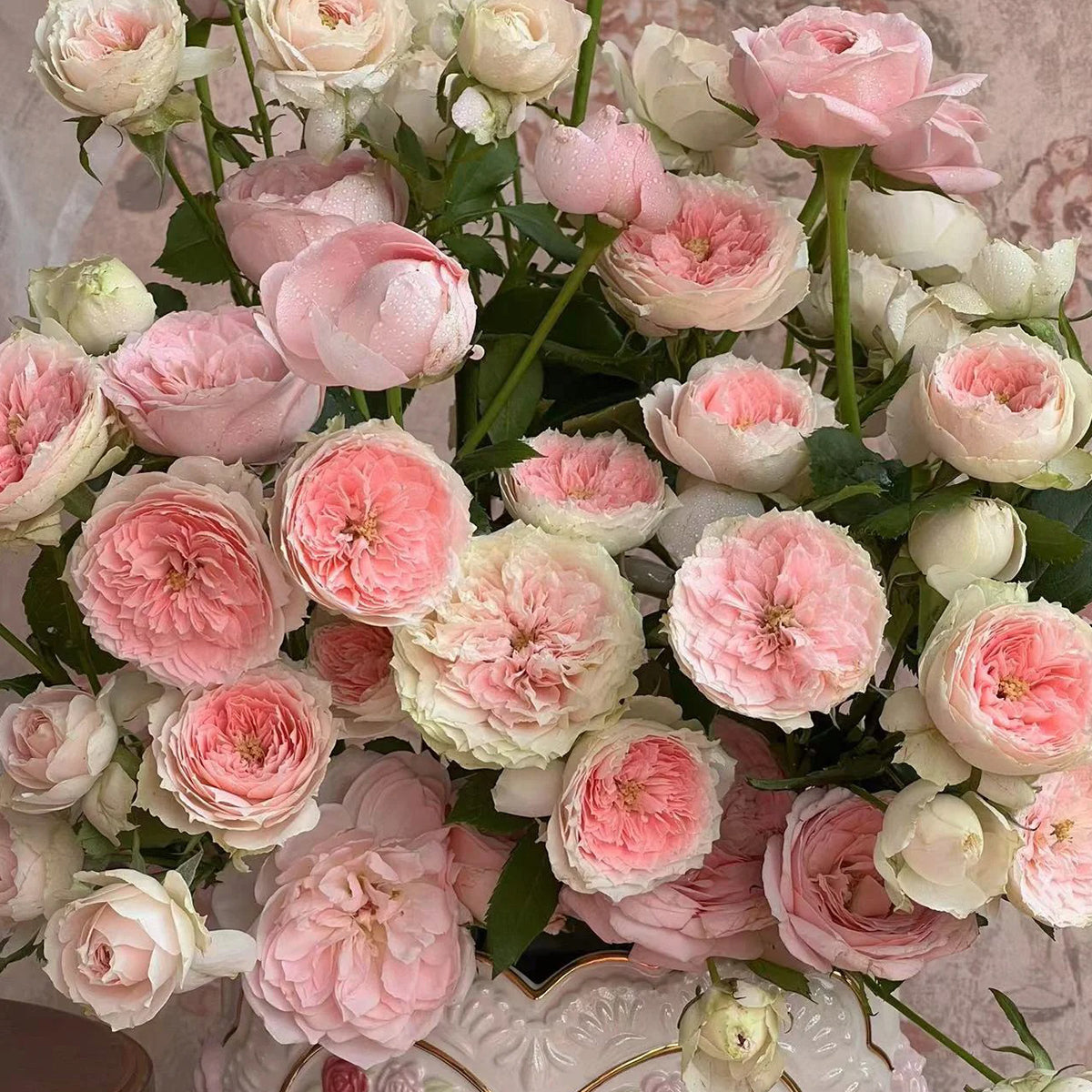 Pompon Veranda German Florist Shrub Rose