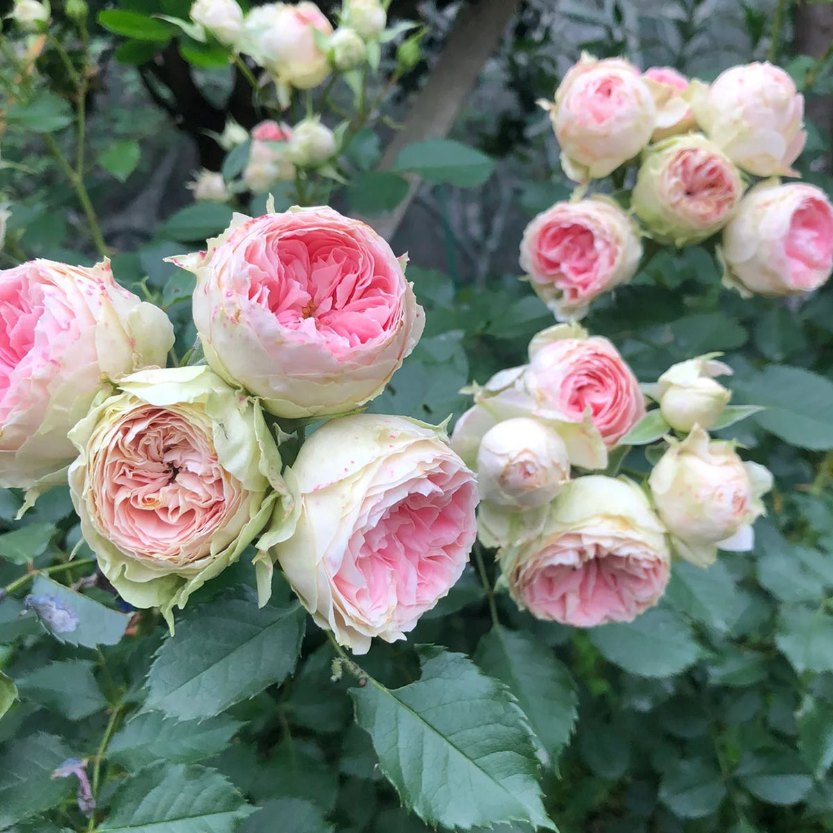 Pompon Veranda German Florist Shrub Rose